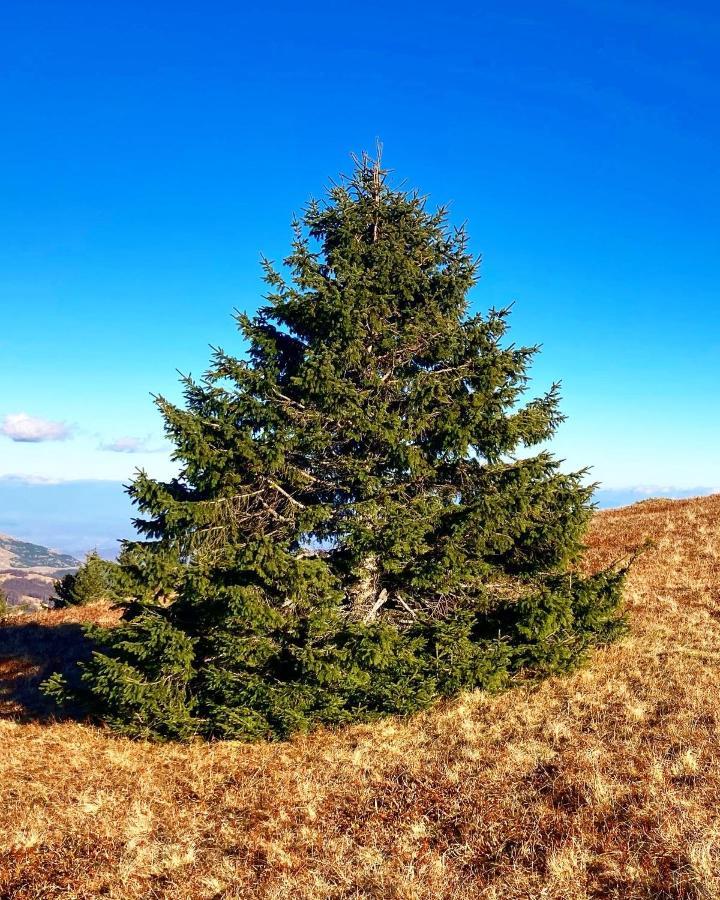 Ivkovic Spa Milmari N16 Kopaonik Bagian luar foto